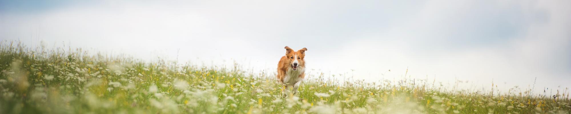 Dog walking in Cornwall