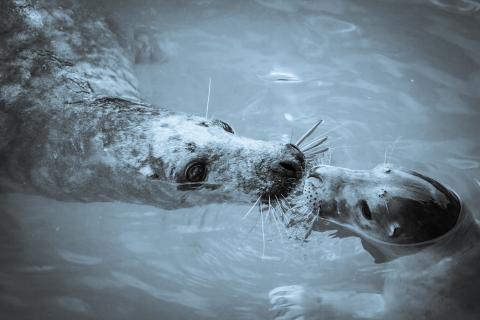 seals having fun