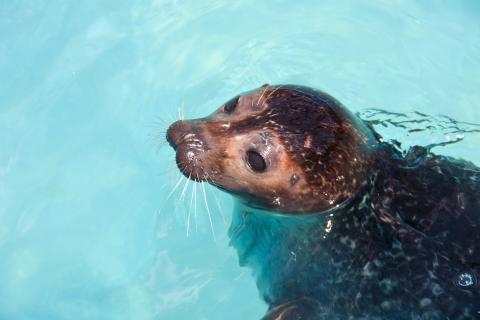Cornish Seal Sanctuary